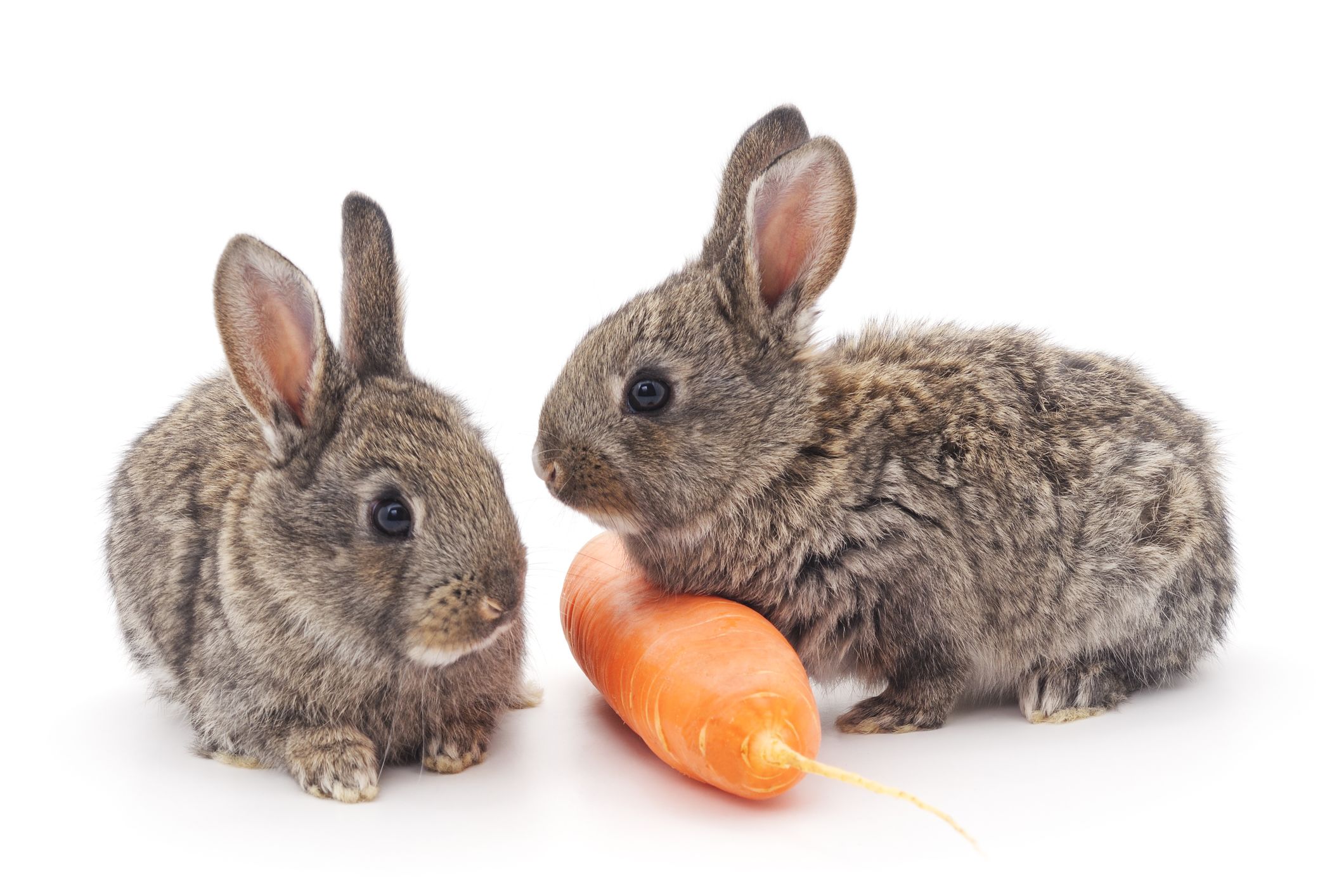 do rabbits really love carrots