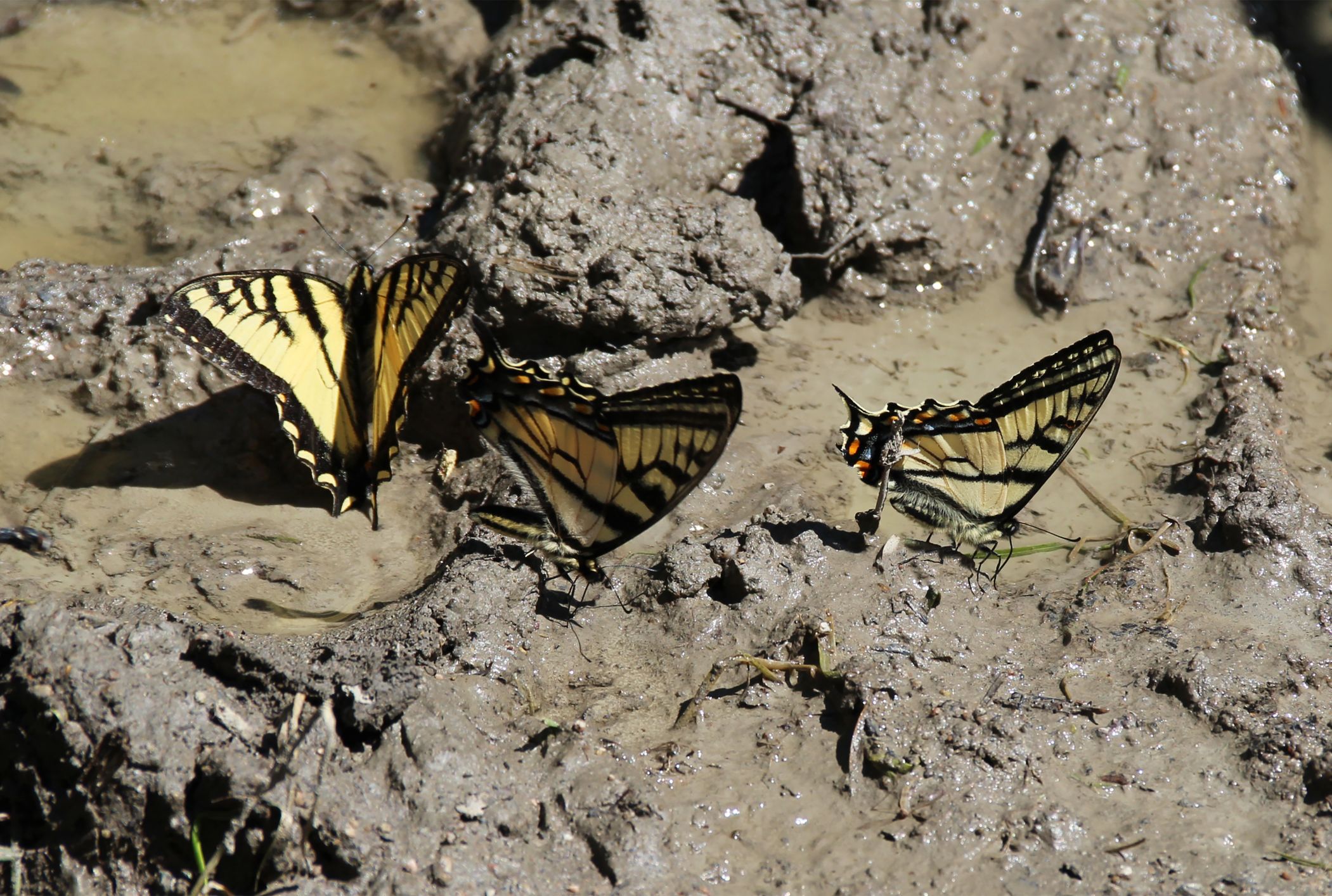 Butterflies Eating