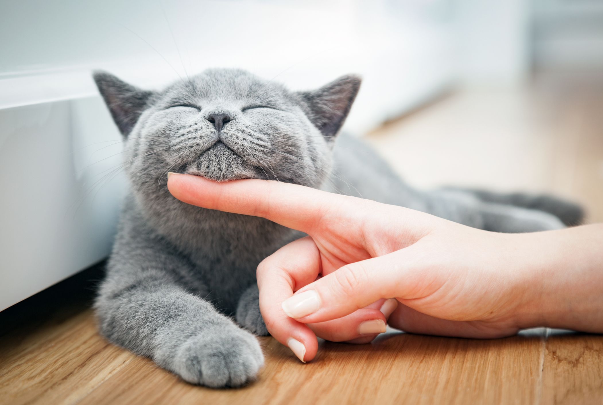 how to pet a kitten