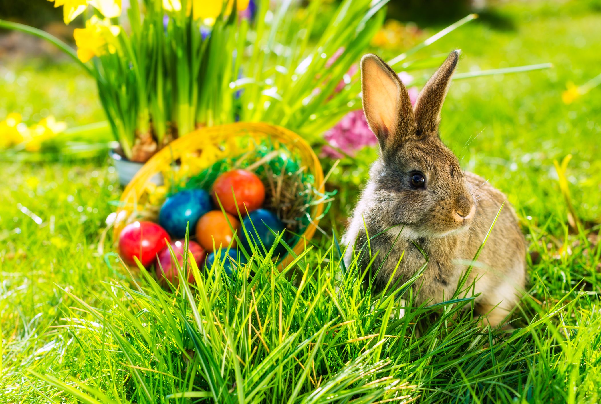 easter bunny history