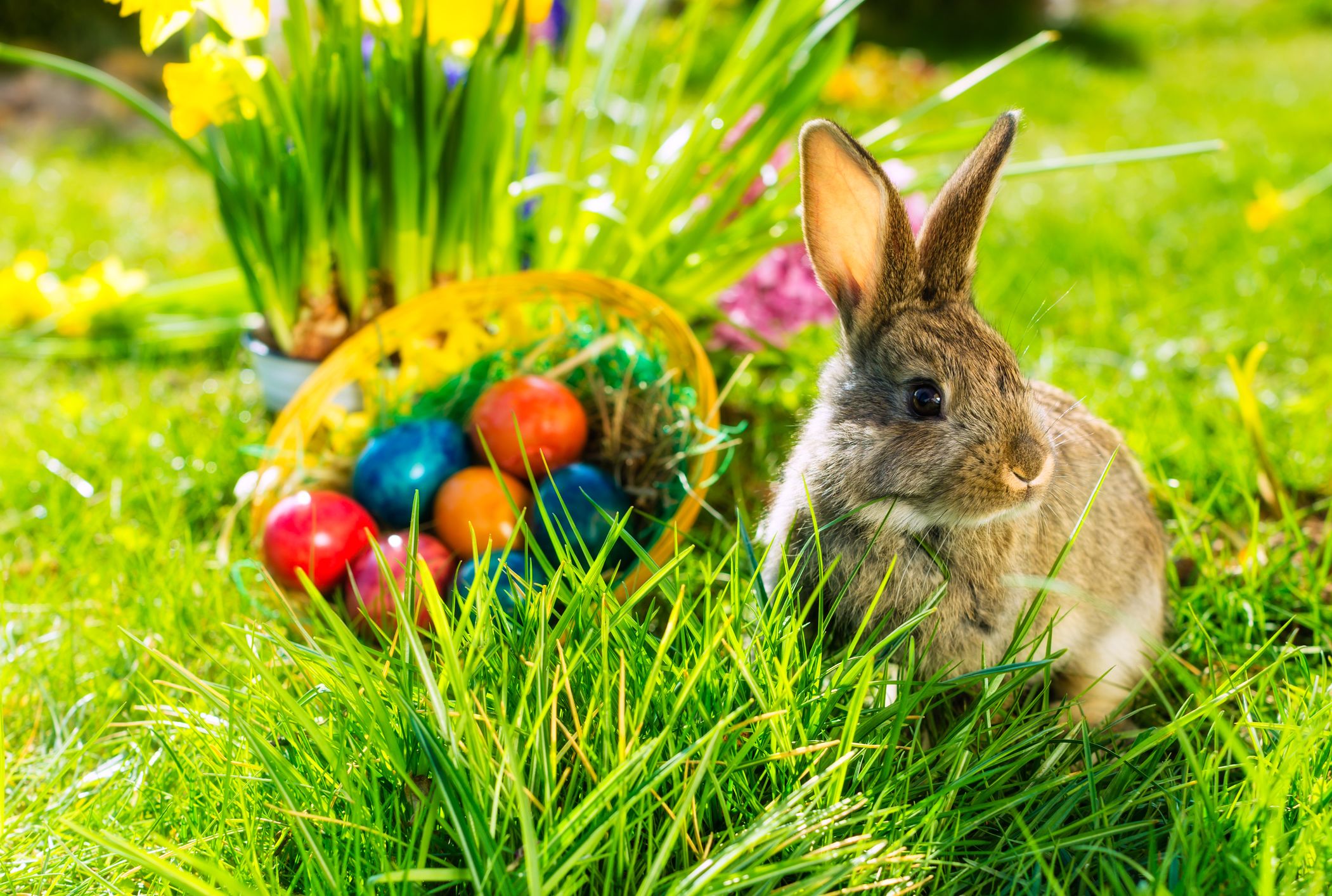 Download 10 Things You May Not Know About The Easter Bunny Mental Floss