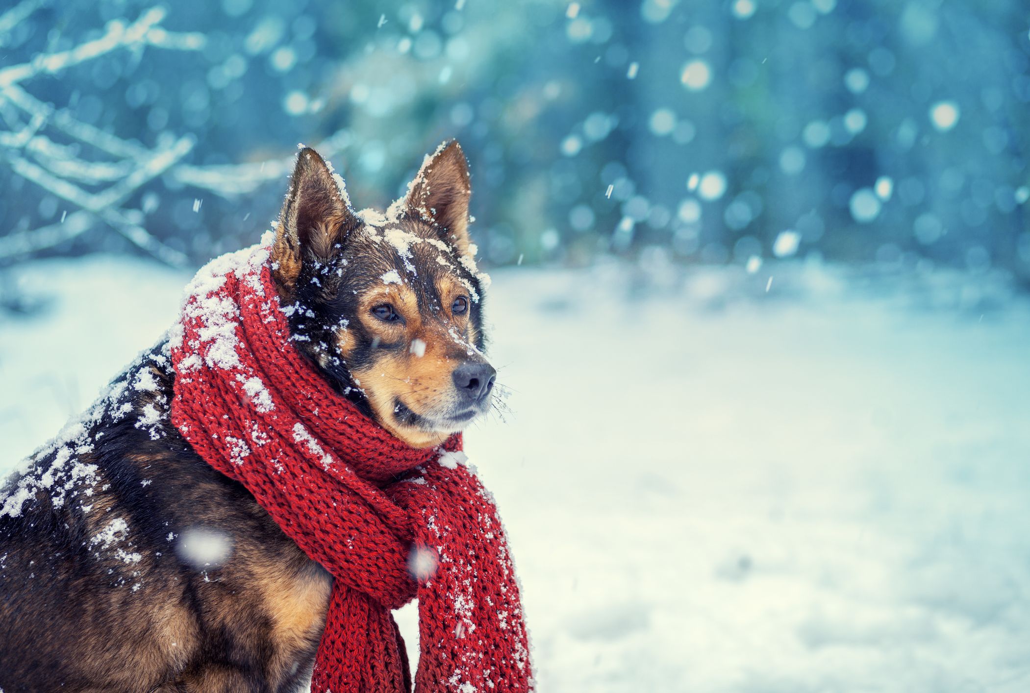 When It S Too Cold To Walk Your Dog Chart Mental Floss