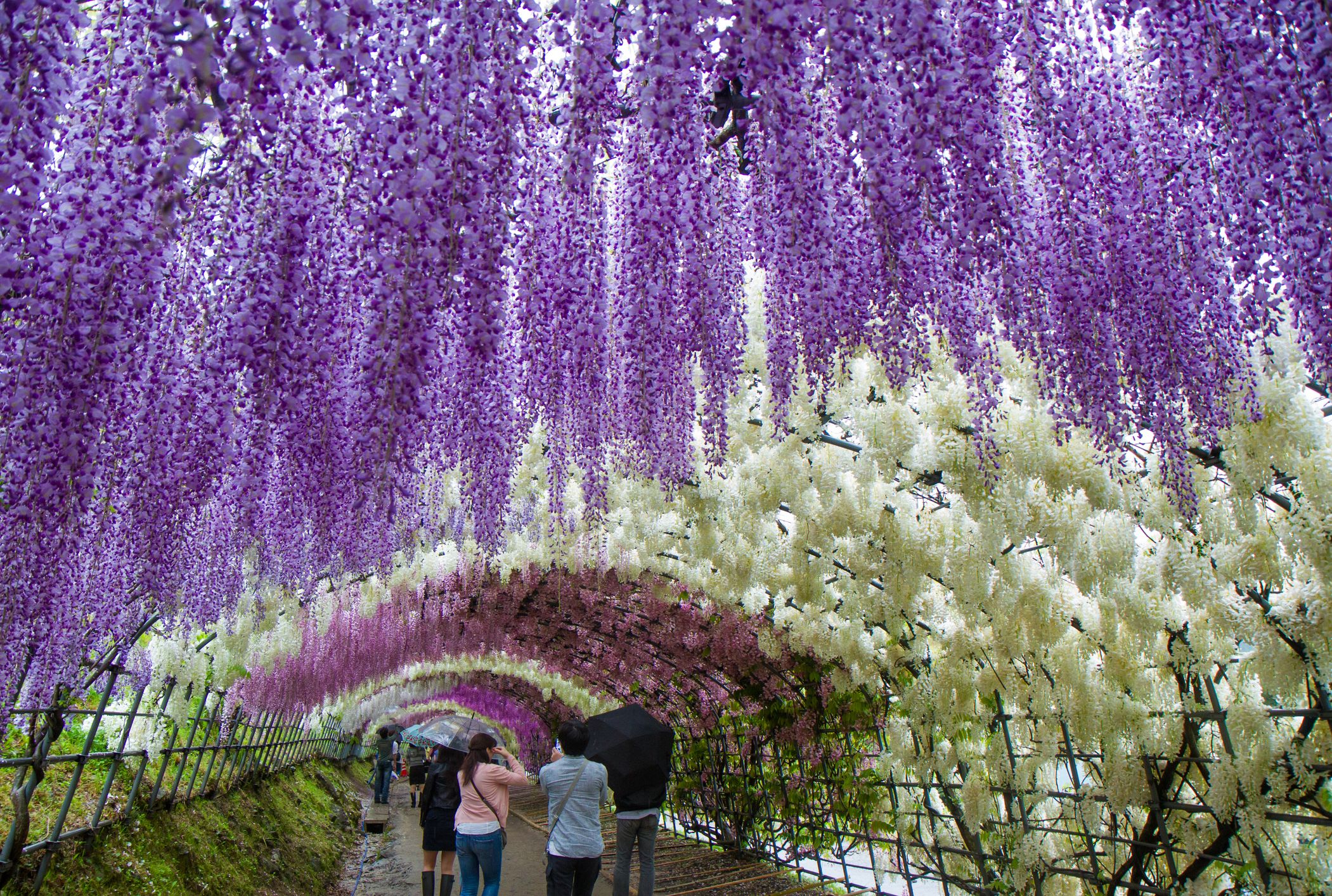 japan's wisteria tunnels are some of the most magical places on