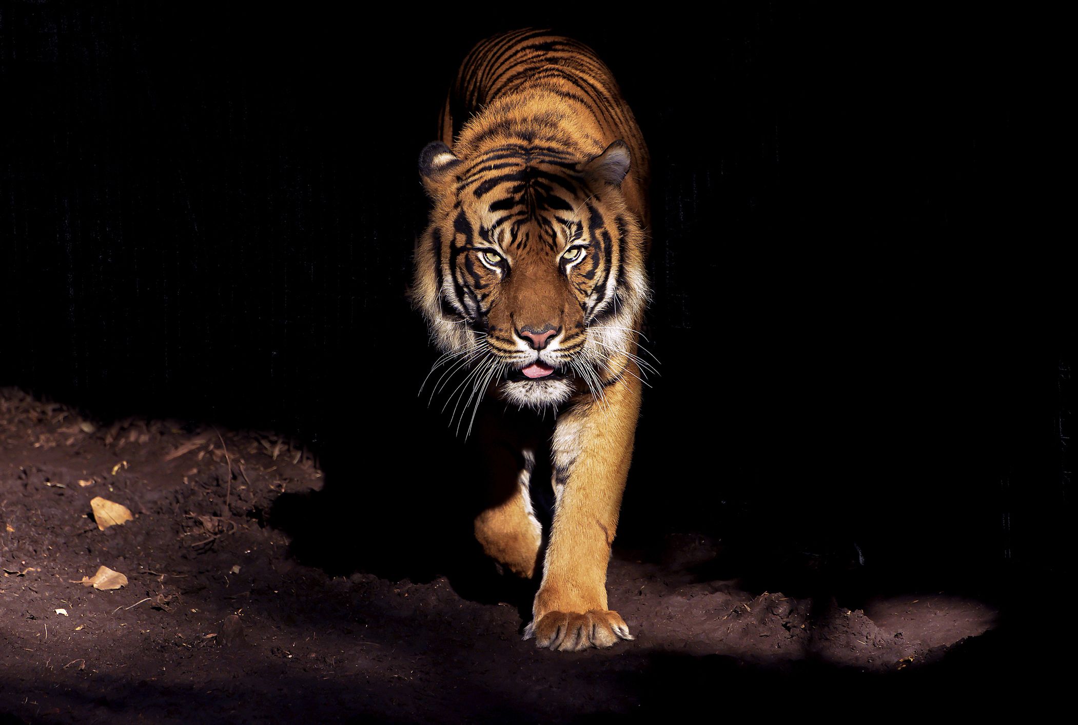 11 Fierce Facts About Tigers Mental Floss
