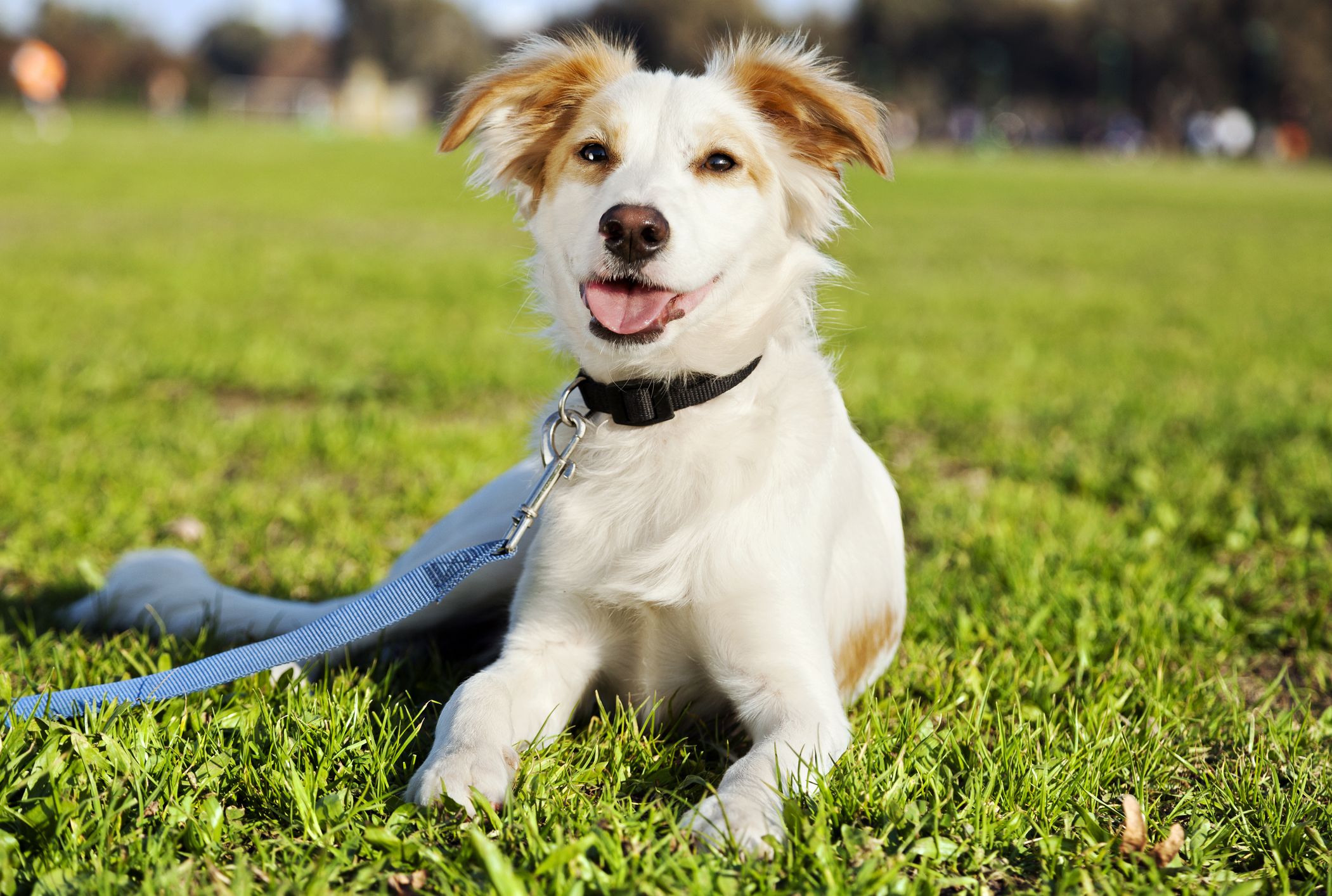 Is There A Difference Between Mutts And Mixed Breed Dogs Mental Floss