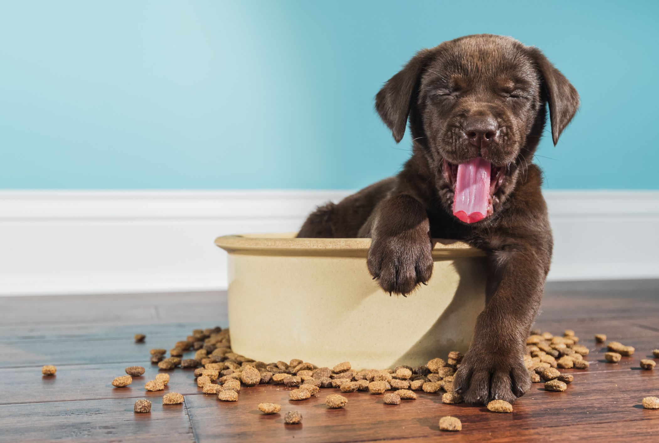 healthiest pet food for dogs