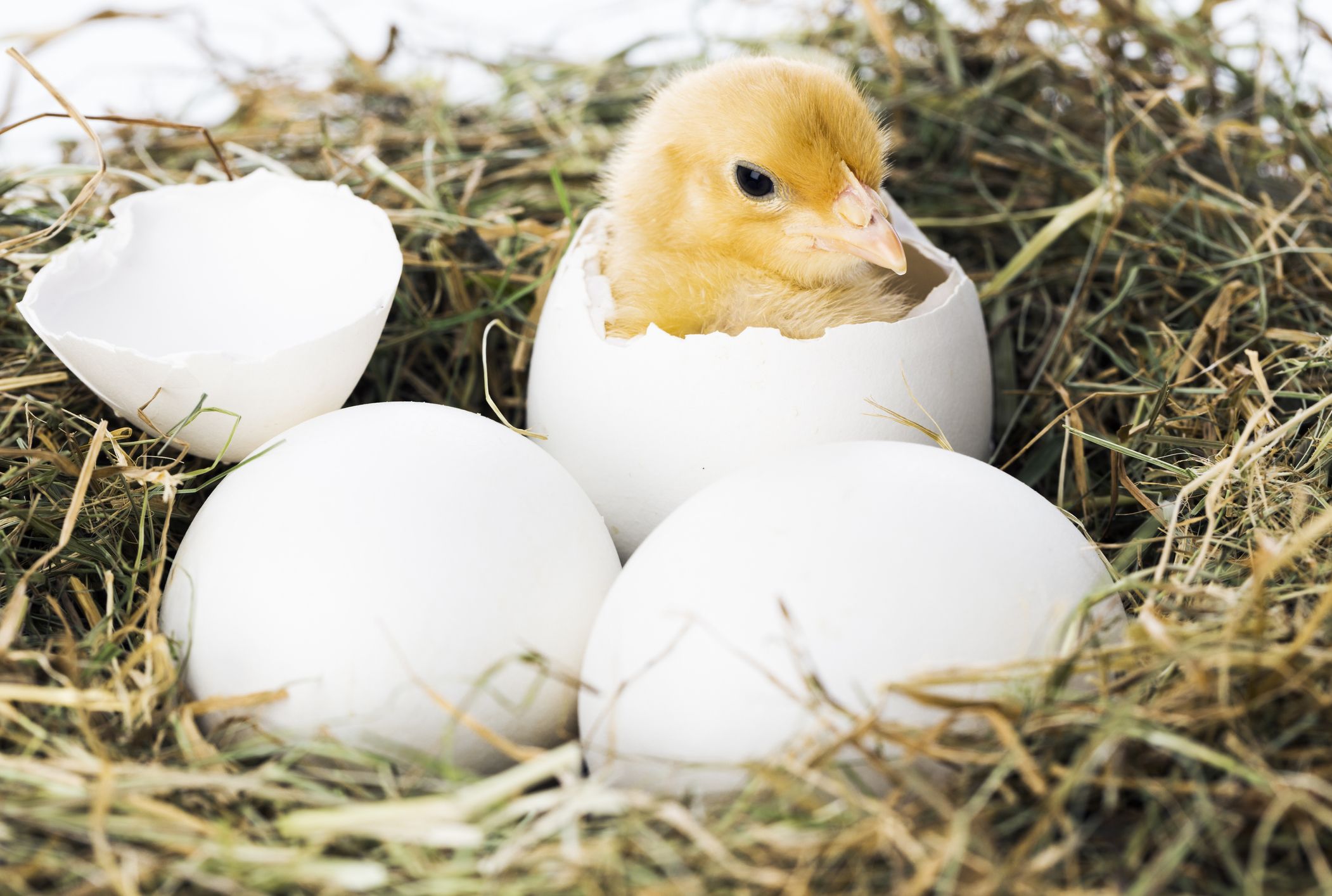 How Do Baby Birds Breathe Inside Their Eggs Mental Floss