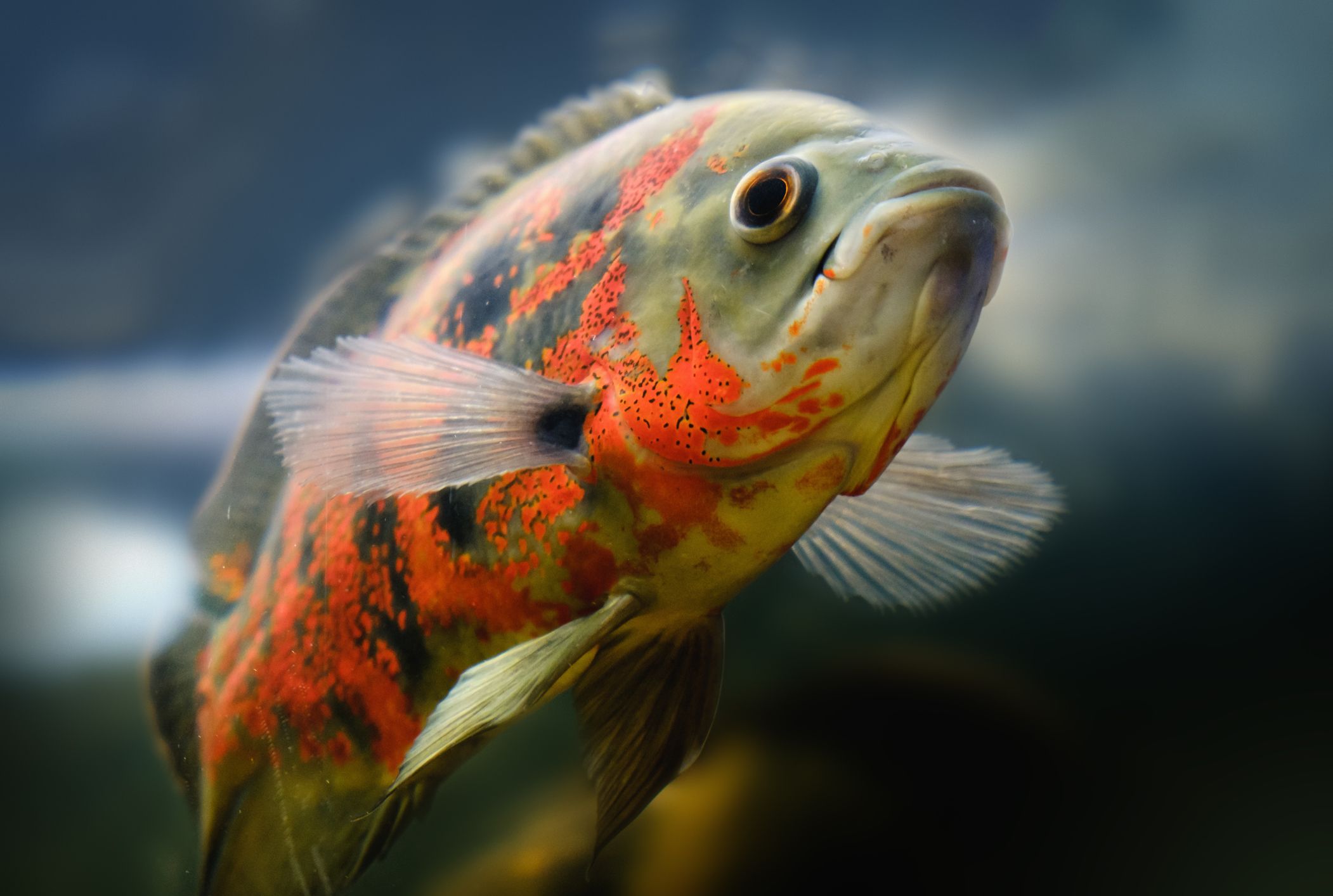 Do Fish Really Have A Three Second Memory Mental Floss Do Fish Really Have A Three Second Memory Mental Floss