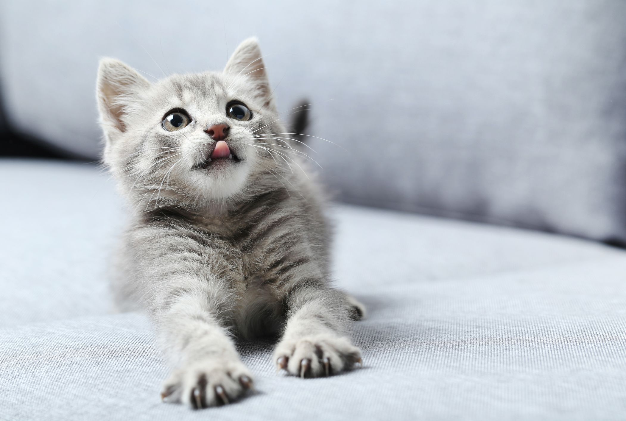 Most Popular Cat Names 2019 Mental Floss