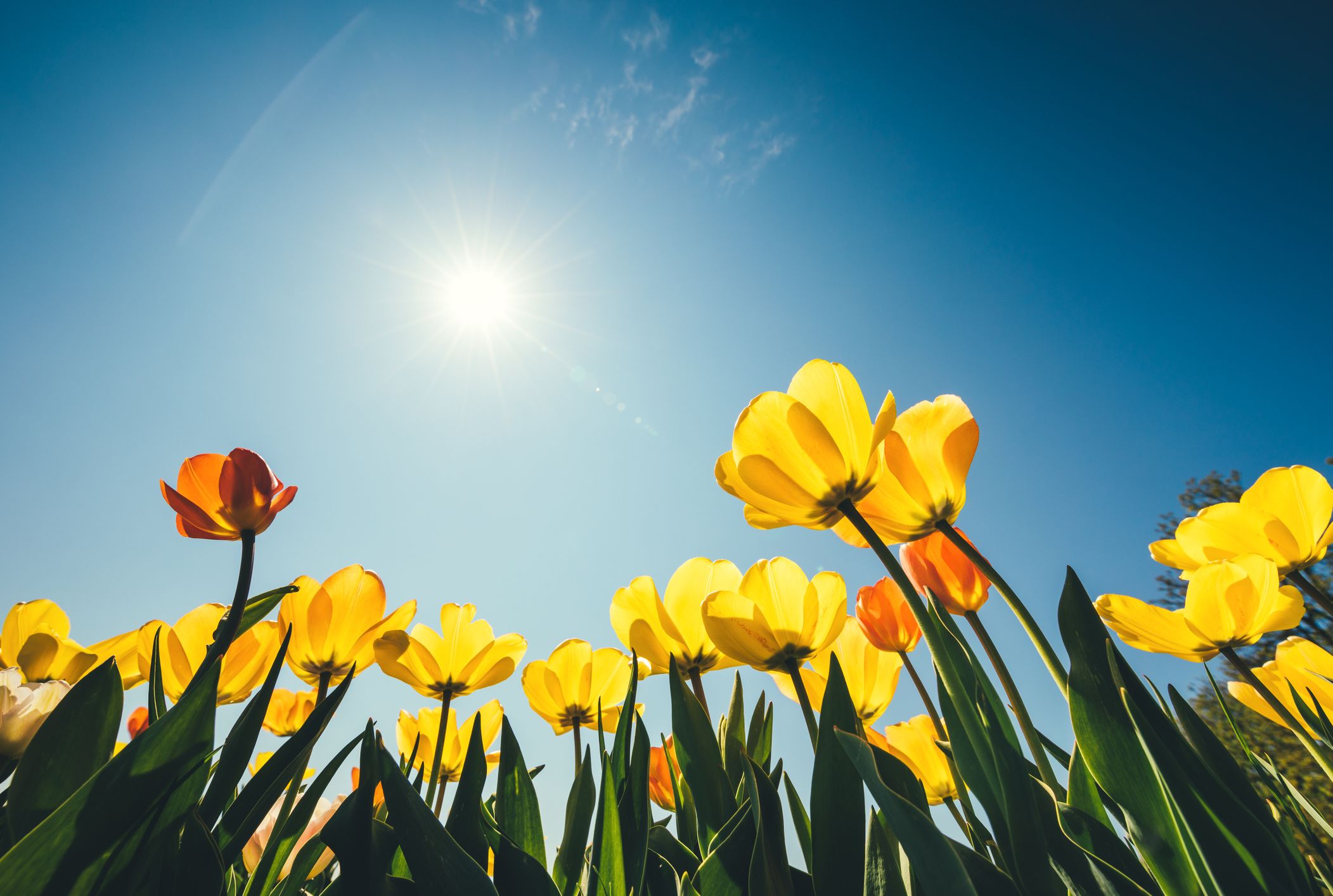 15 Scientific Reasons Spring Is The Most Delightful Season