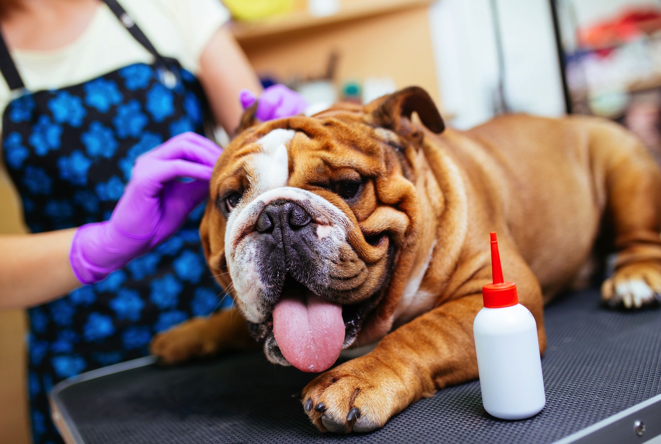 bulldog ear wax