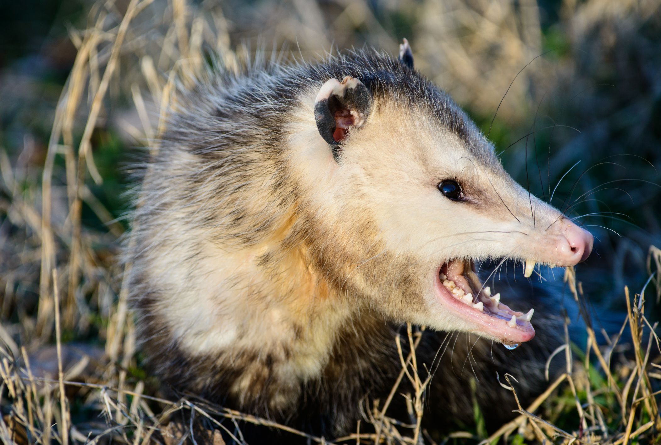 What's the Difference Between Possum and an Opossum? | Mental Floss