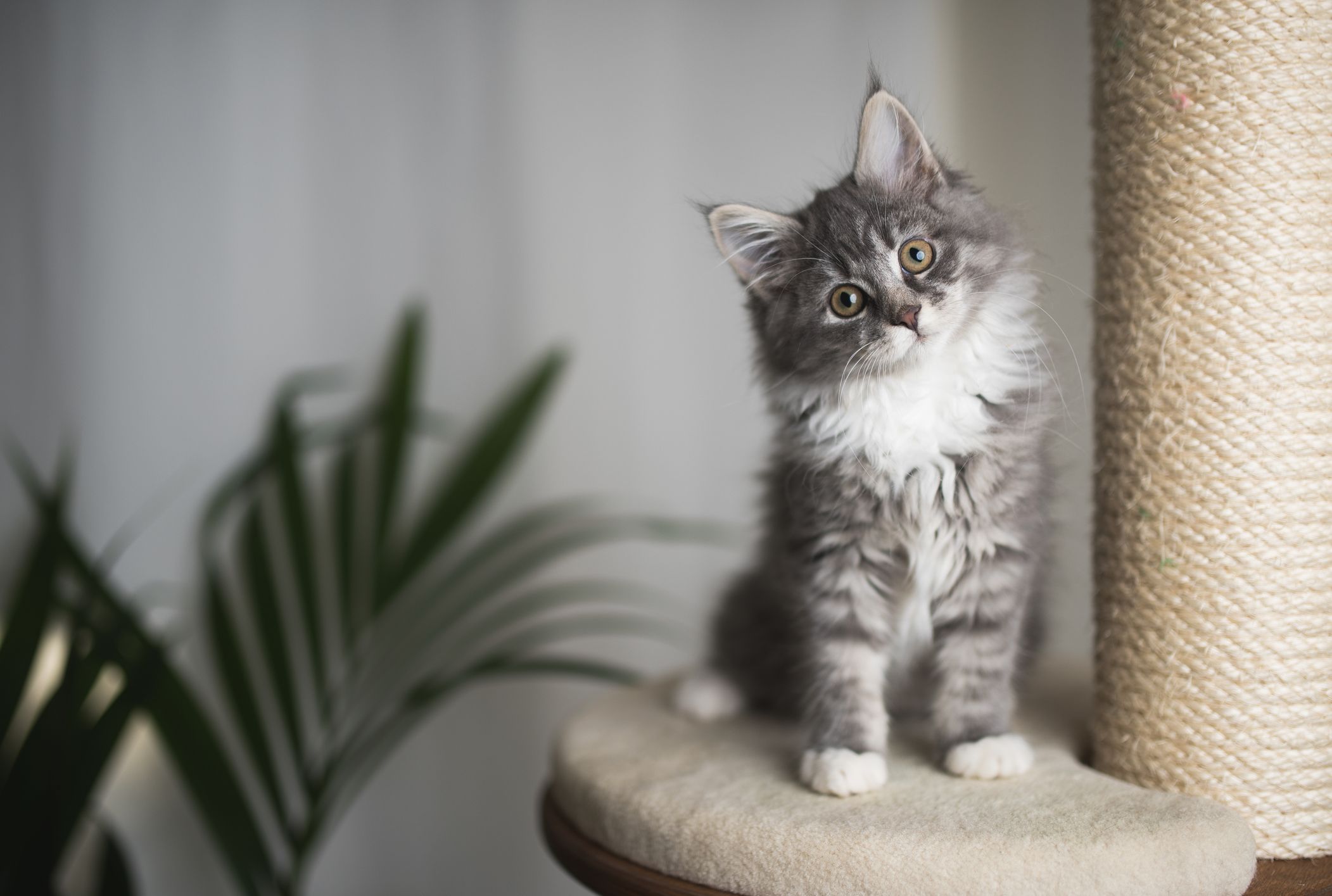 13 Cat Essentials For National Kitten Day Mental Floss