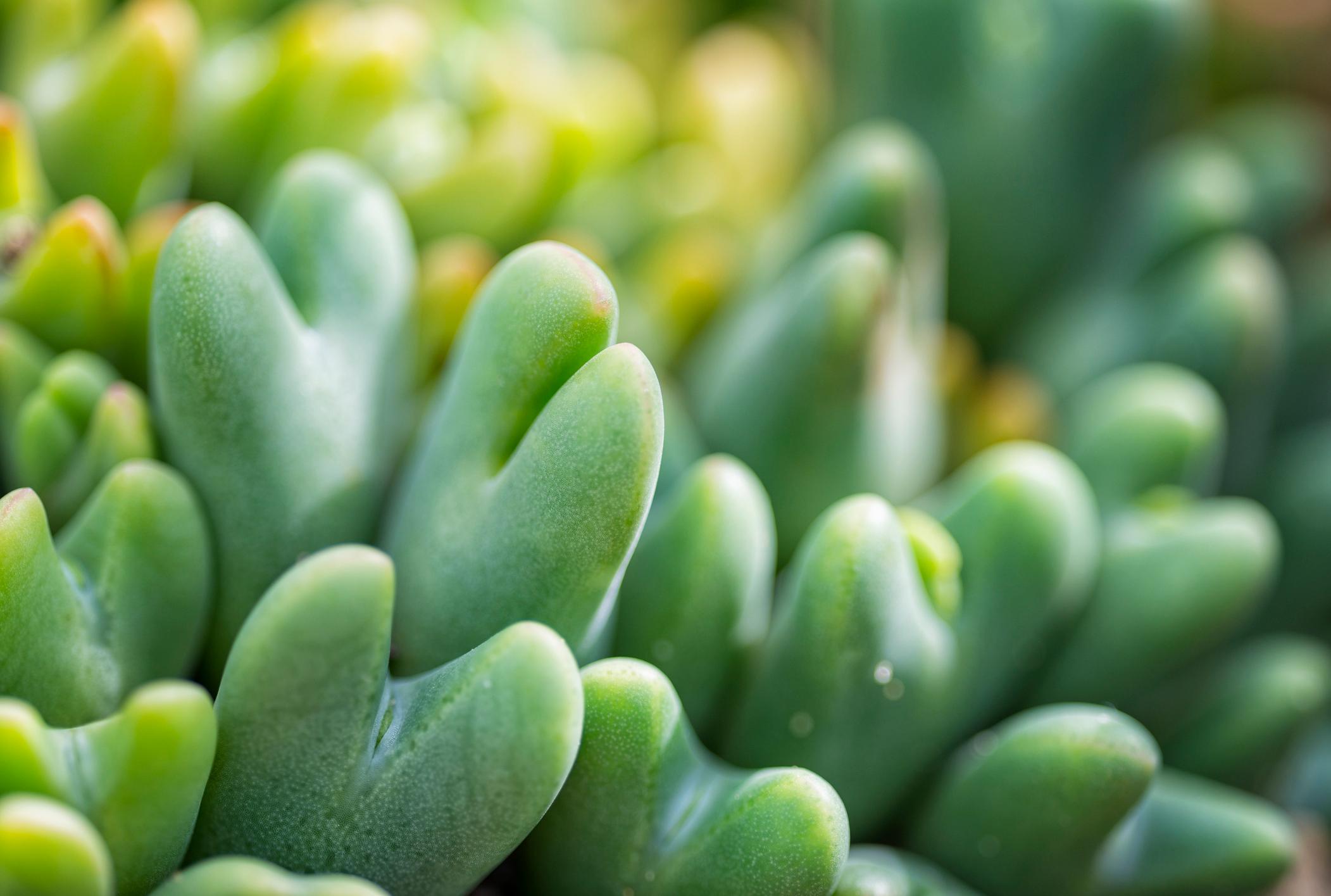 Rare Succulents Are Being Poached From the Wild - Vimarsana News