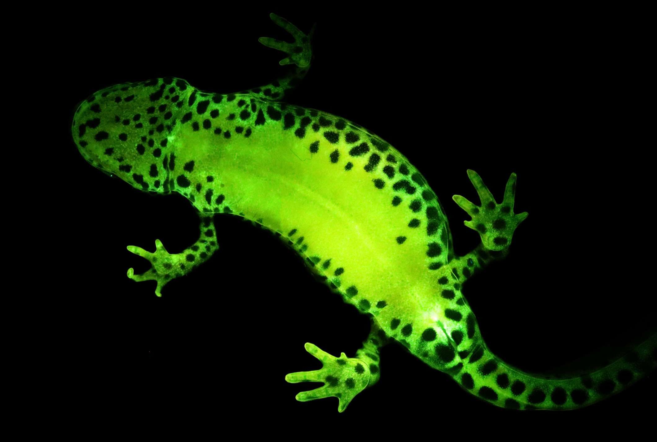 Most Amphibians Glow Mental Floss