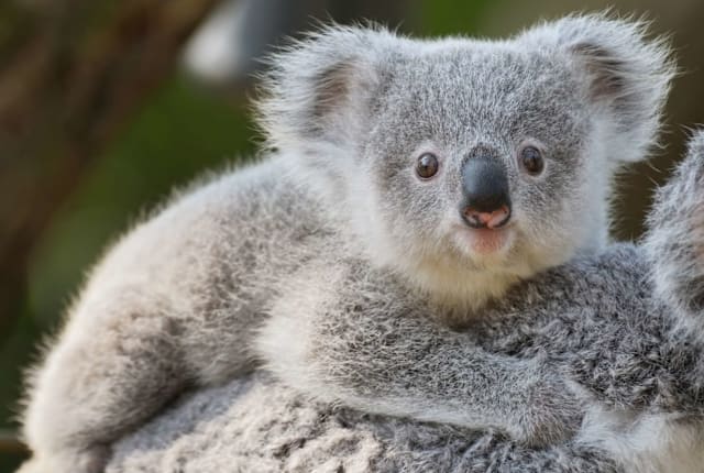Freder Via Getty Images