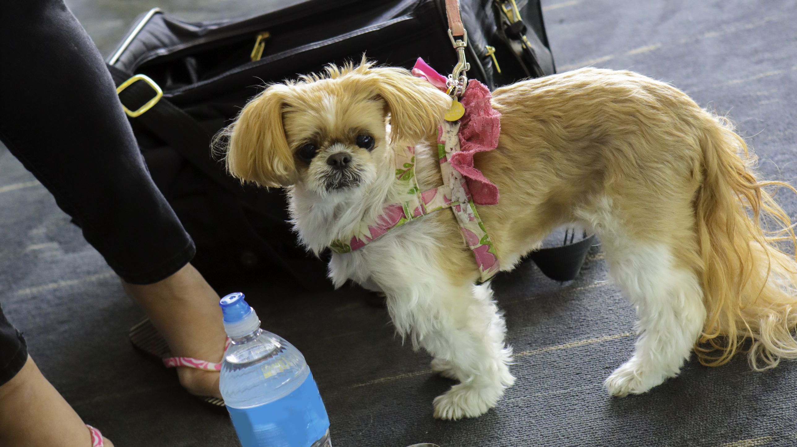 The 10 Most PetFriendly Airports in America Mental Floss