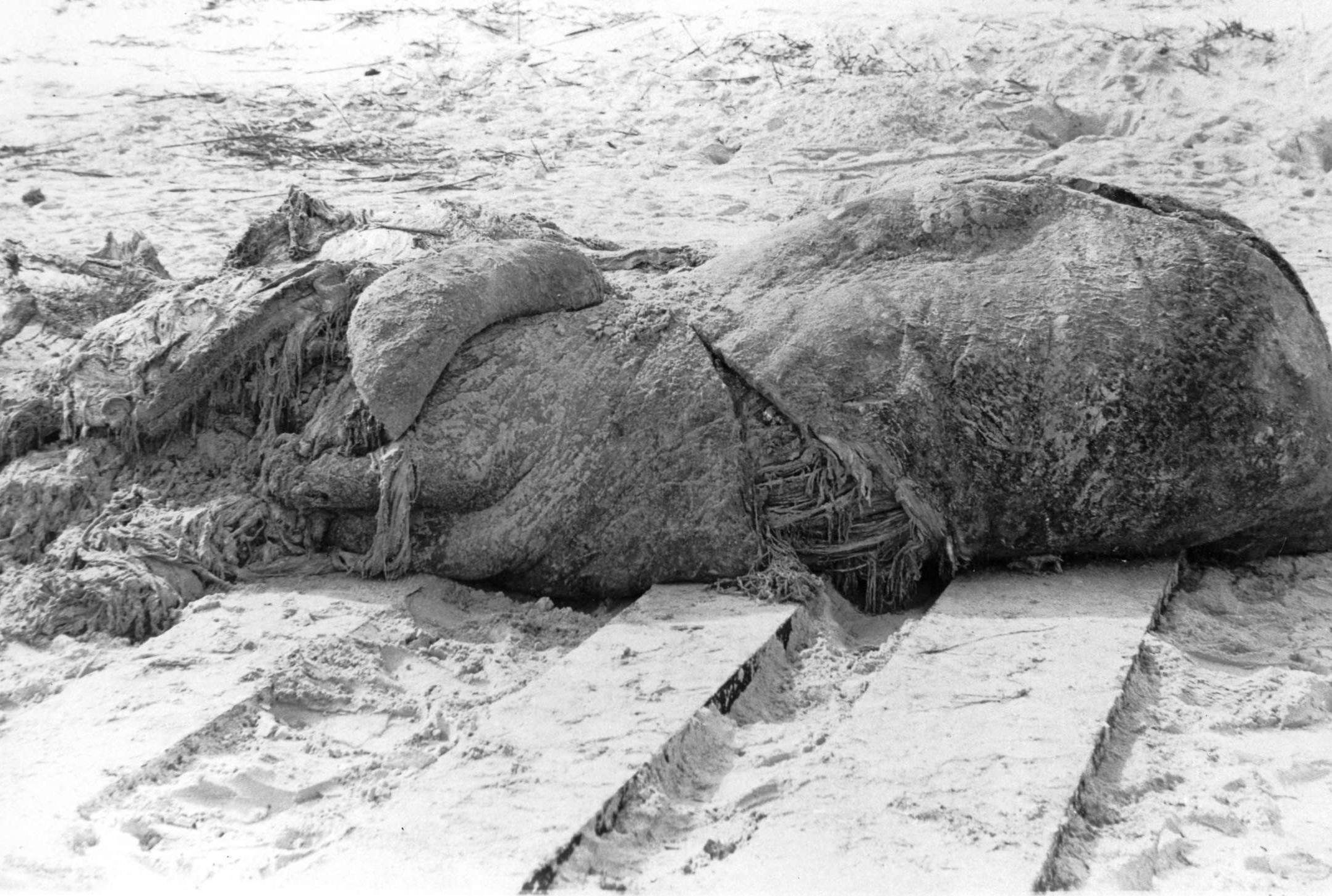 Bizarre Globsters That Have Washed Ashore - Vimarsana News