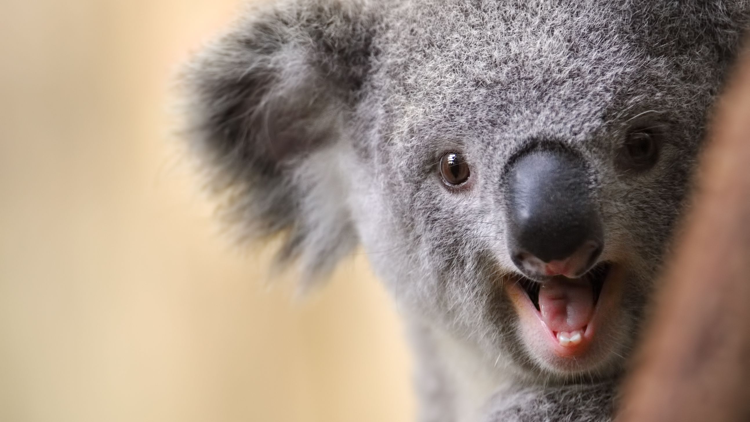 8 Adorable Animals That Are Surprisingly Violent Mental 8 Adorable Animals That Are Surprisingly Violent Mental
