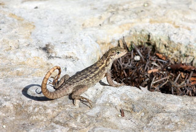 Not the actual northern curly-tailed lizard with the epic poop.