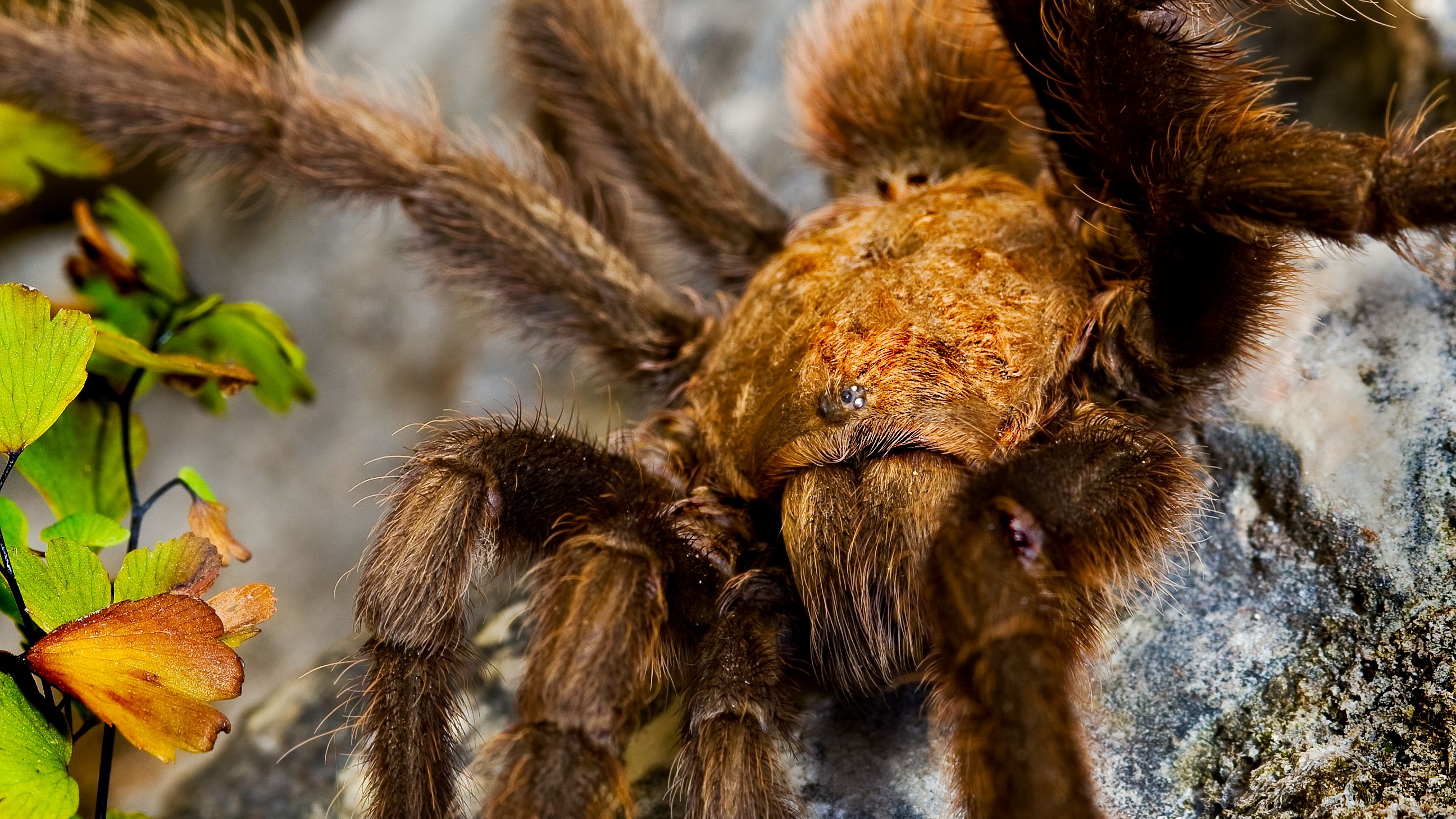 Thousands of Tarantulas Are Crawling Around Colorado for Mating Season