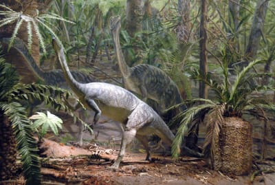 The Anchisaurus polyzelus is one of the dinosaur's duking it out for title of Massachusetts's state dino.