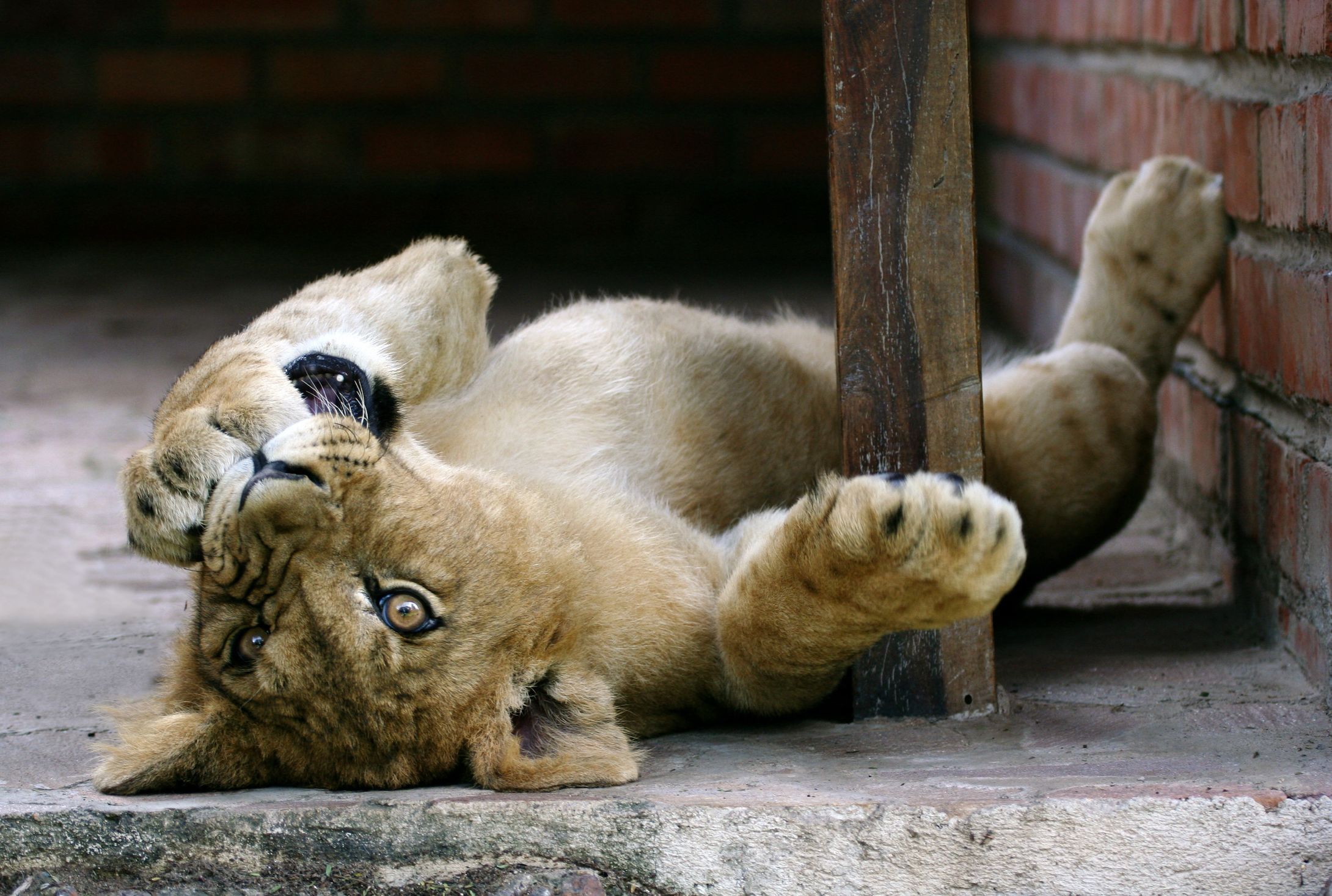 Do Big Cats Love Catnip Too Mental Floss