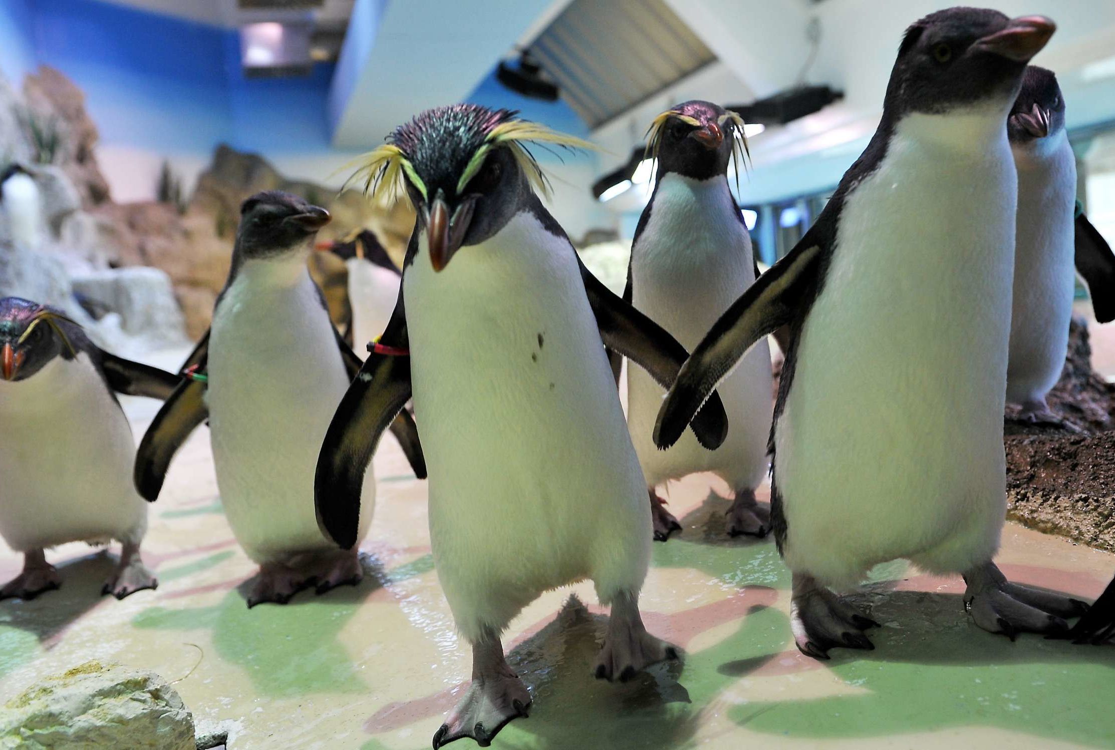 animal alley penguin