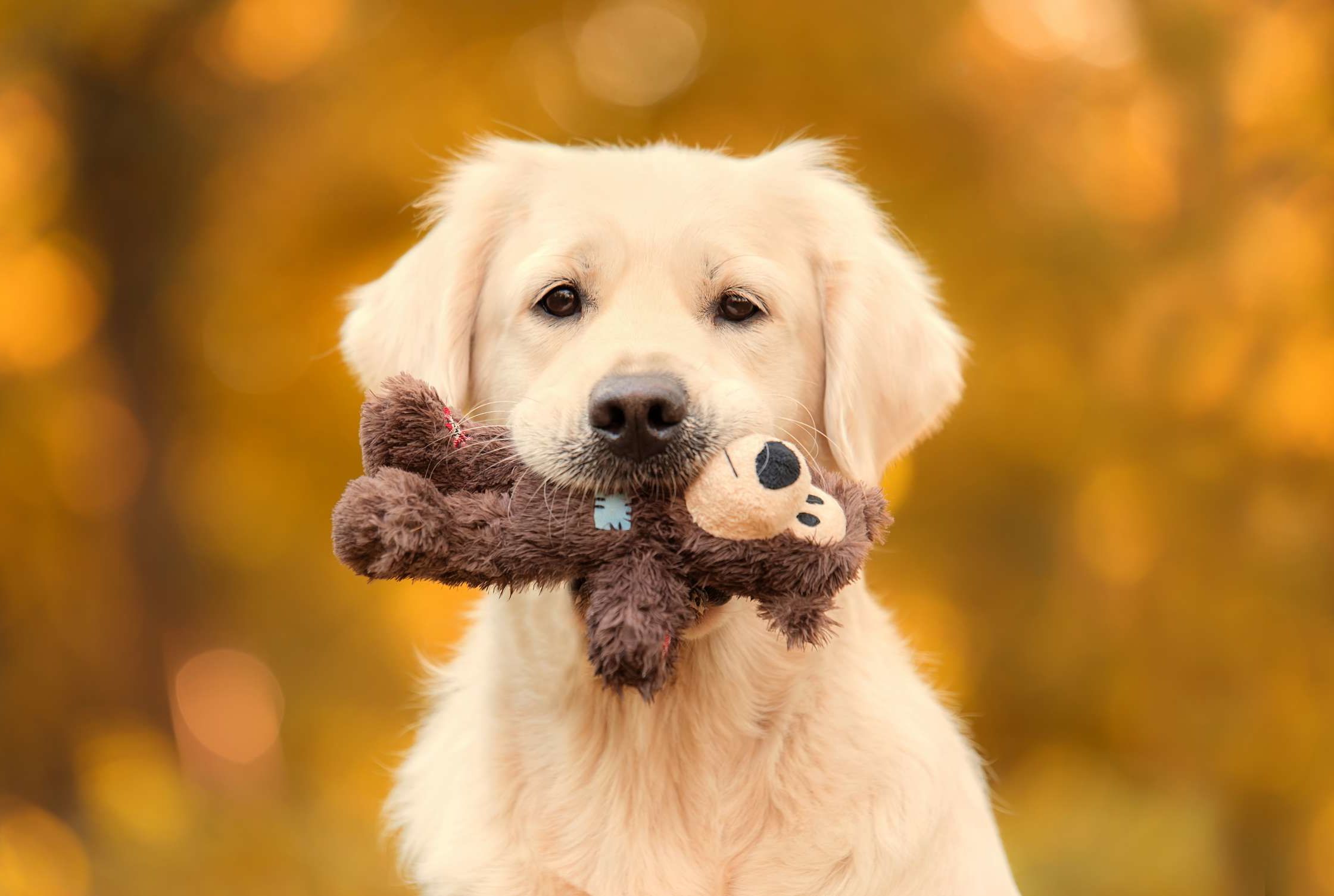 Therapy Dog Steals Toys From Charity Bin Mental Floss