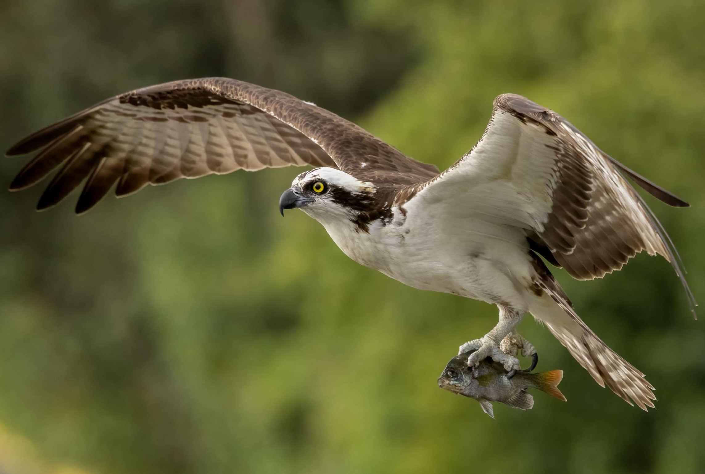 11 Facts About Ospreys - Vimarsana News