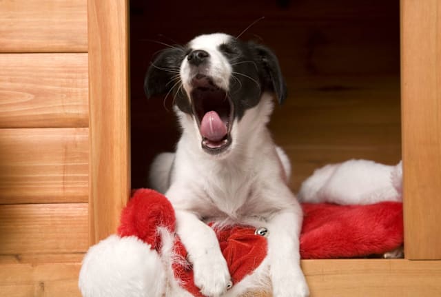 yellowsarah/iStock via Getty Images