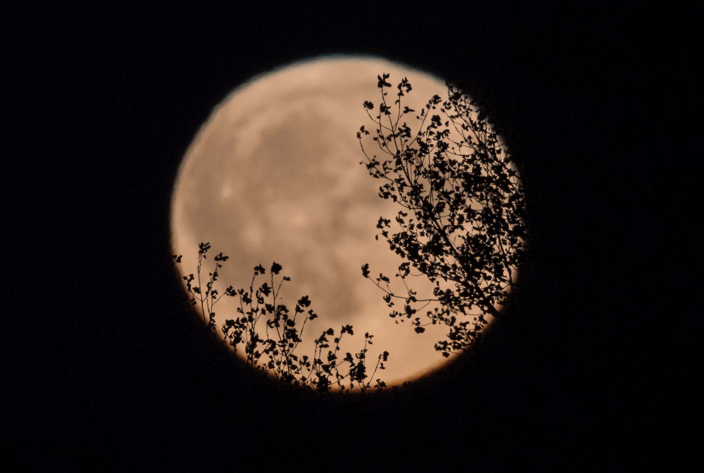 Super Pink Moon Livestream Mental Floss