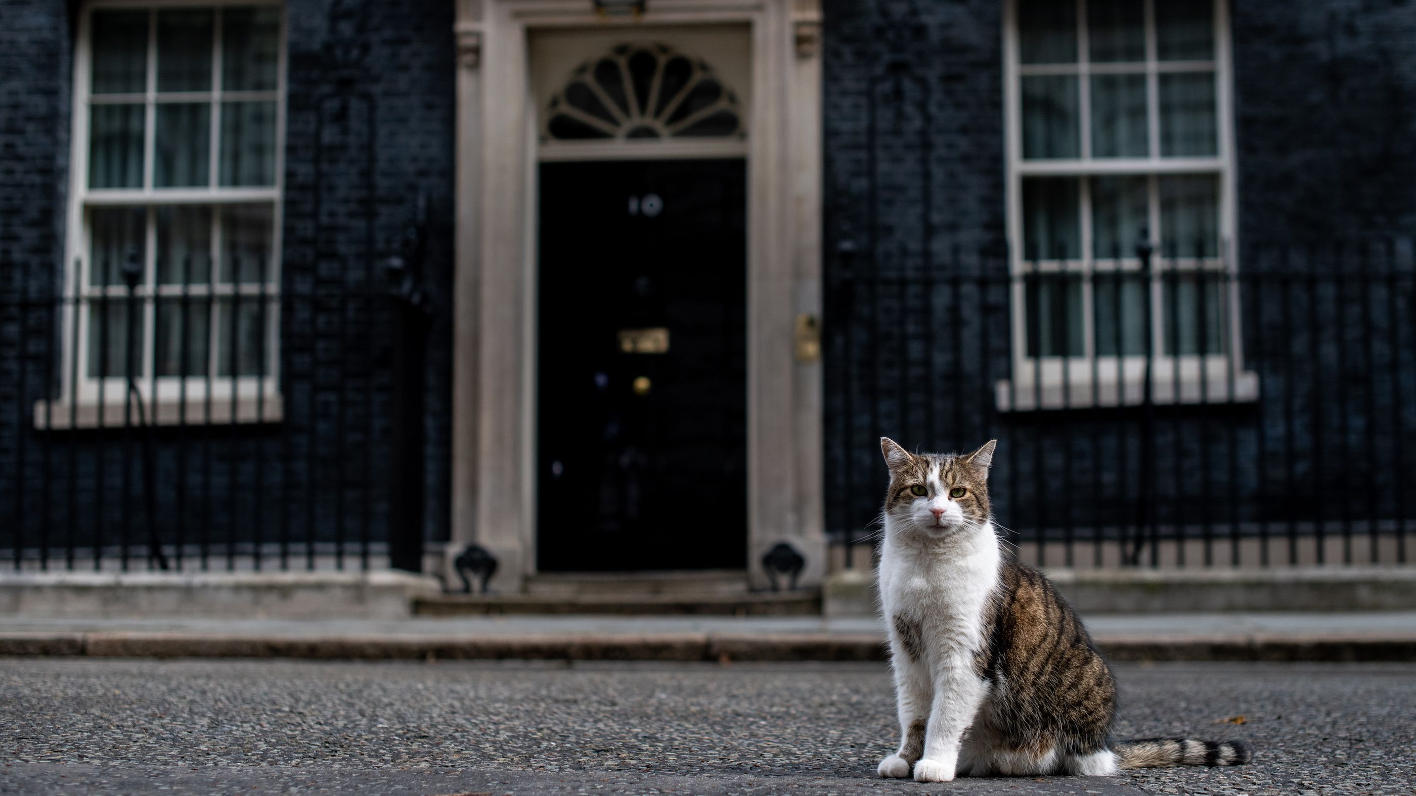 5 Facts About Larry the Cat, the UK’s Chief Mouser Mental Floss
