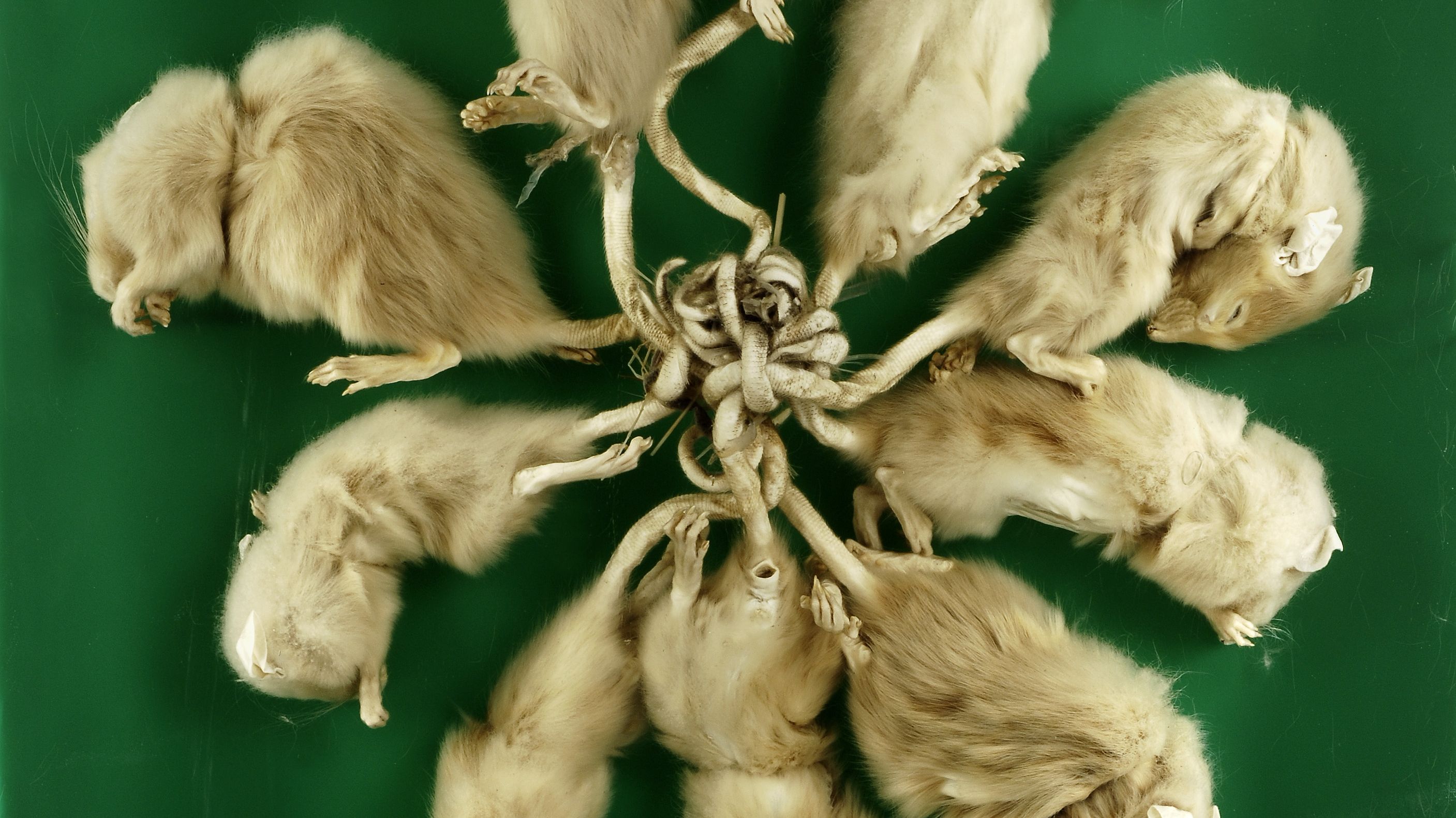 An Almost Comprehensive History Of Rat Kings Mental Floss An Almost Comprehensive History Of Rat Kings Mental Floss