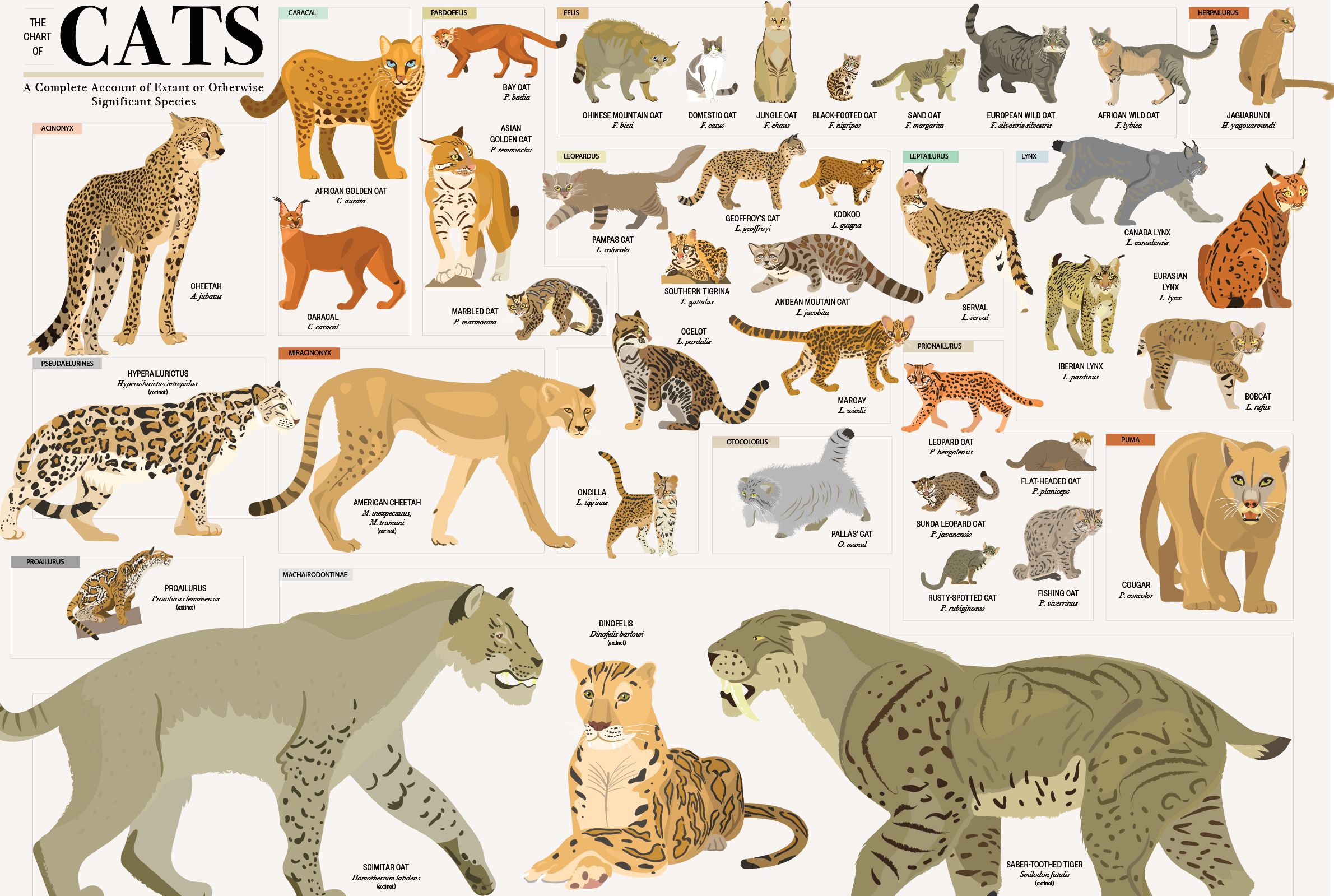 different species of wild cats