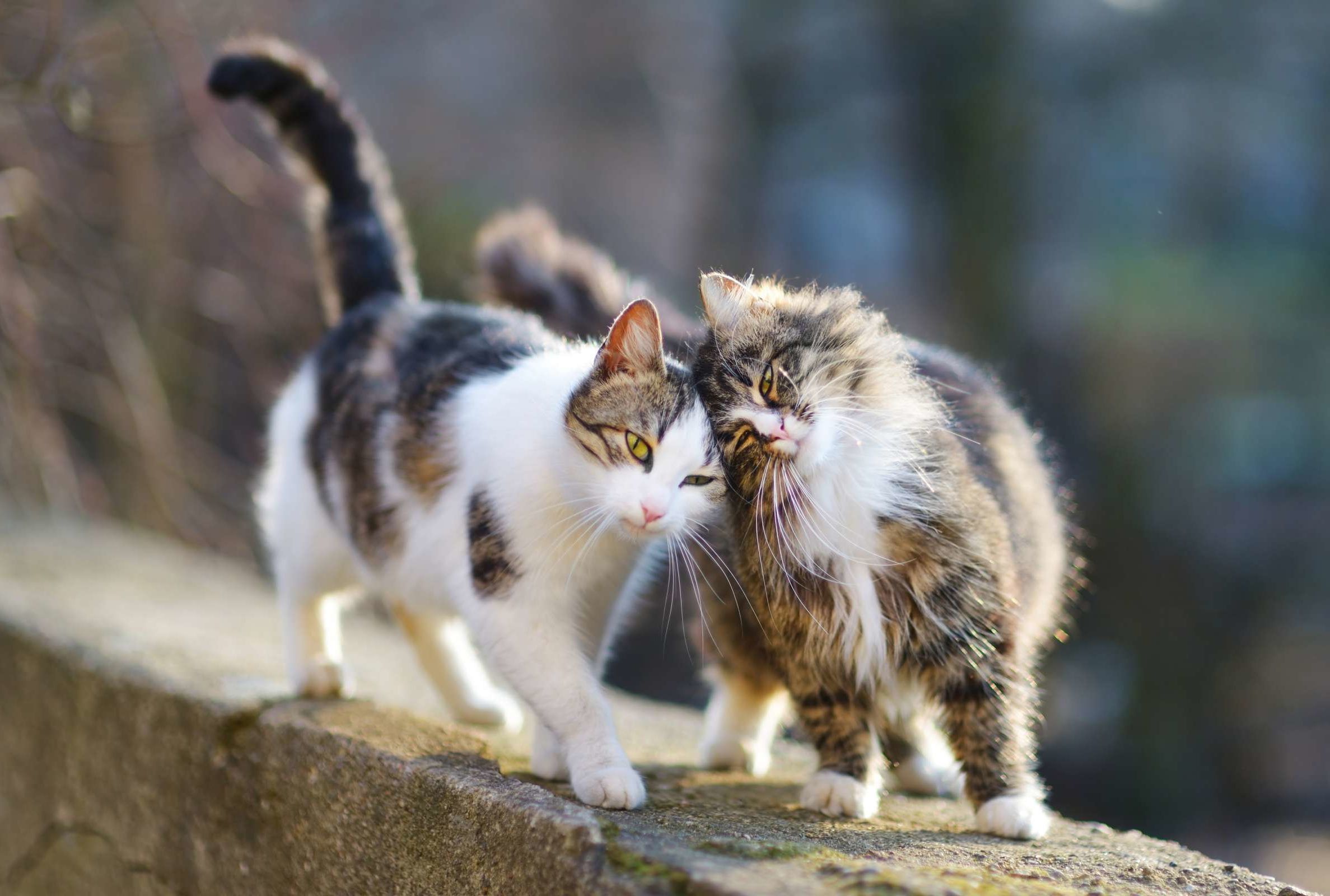 The Healing Power of the Cat Purr | Mental Floss