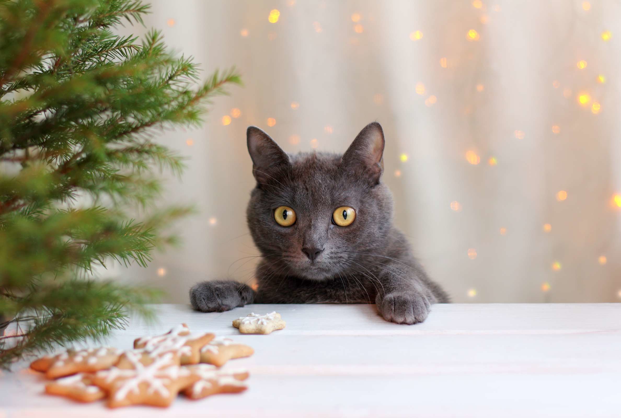 Trader Joe S Has An Advent Calendar For Cats Mental Floss