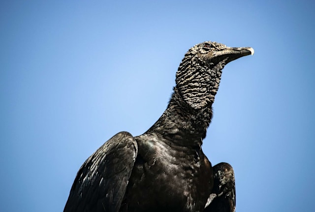 Julia Craice, Unsplash