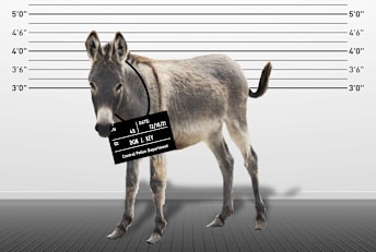 More than one donkey has been involved in a crime.