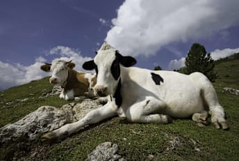 They're really just resting.