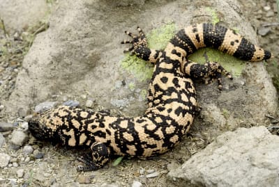 You are getting dangerously close to this Gila monster.