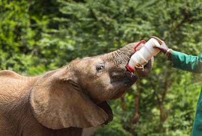 Baby elephant being bottle-fed in David Sheldrick Wildlife Trust in Kenya.