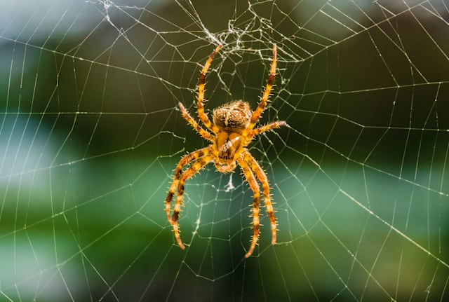 Orb-weaver spider on web.