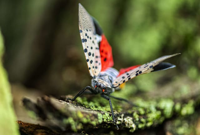 "My name is Inigo Montoya. You killed my plants. Prepare to die." —What you should say if you see this in your yard.