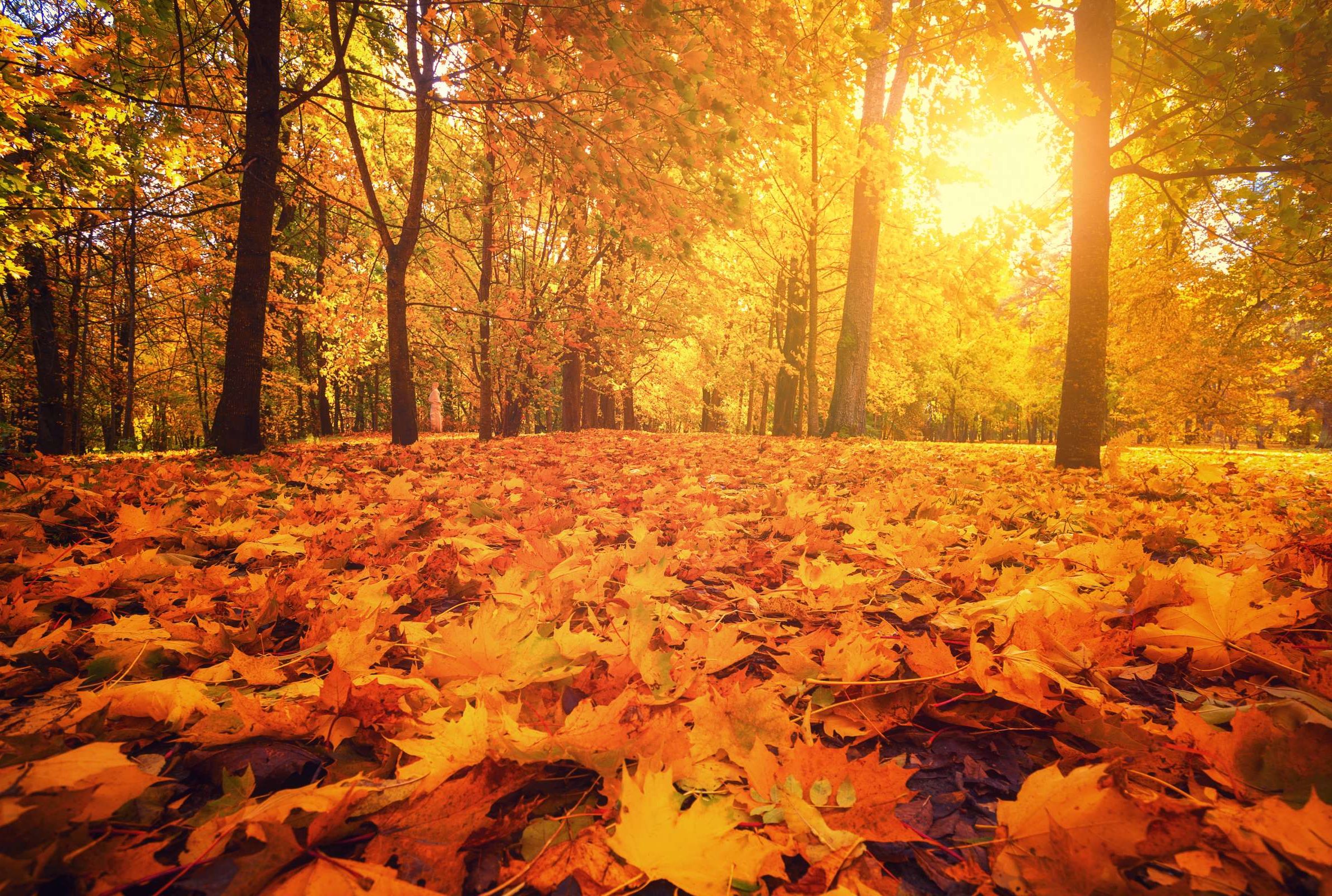 The Reason Why Americans Refer to Autumn as Fall | Mental Floss