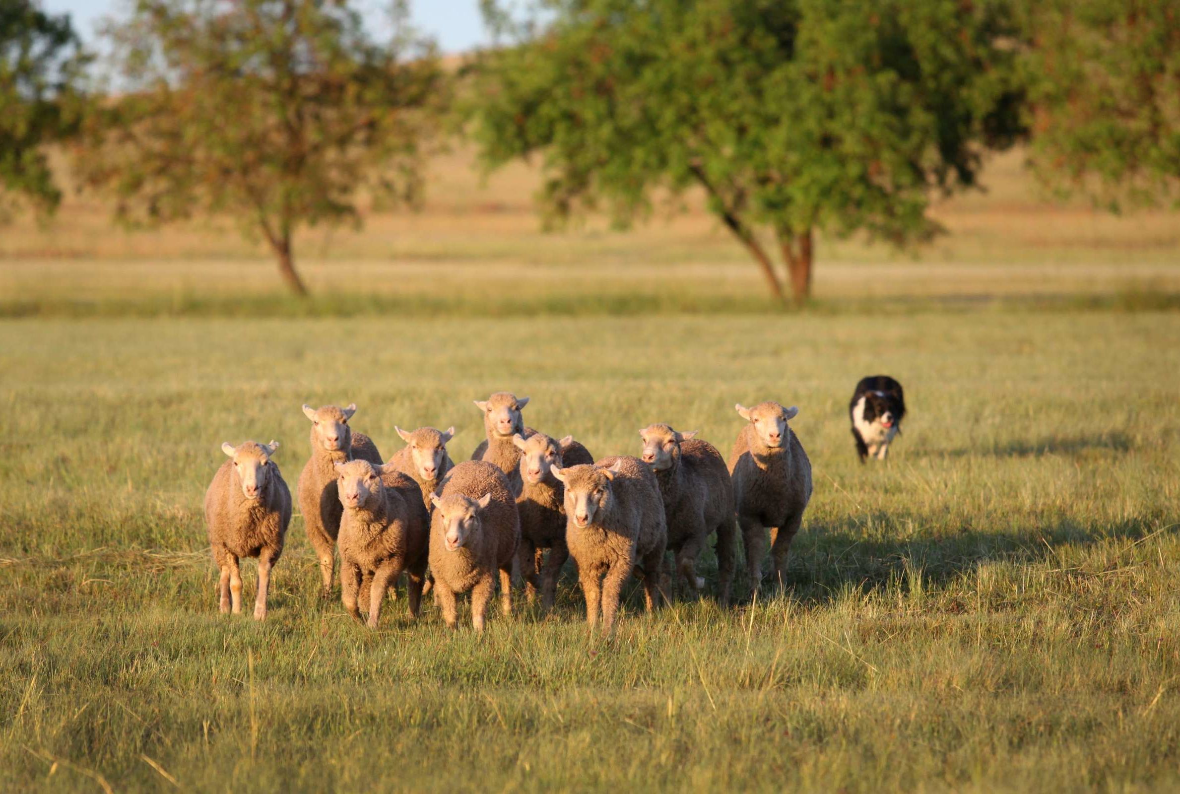 ubehageligt bønner typisk Dog Saves Sheep From Australia's Fires | Mental Floss