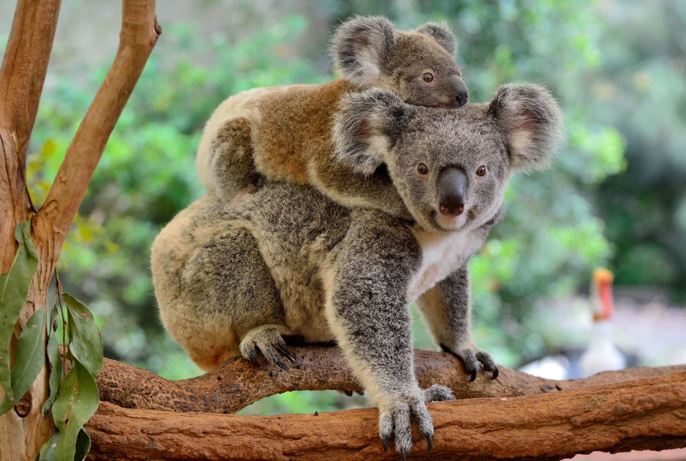 10 Facts About Koalas | Mental Floss