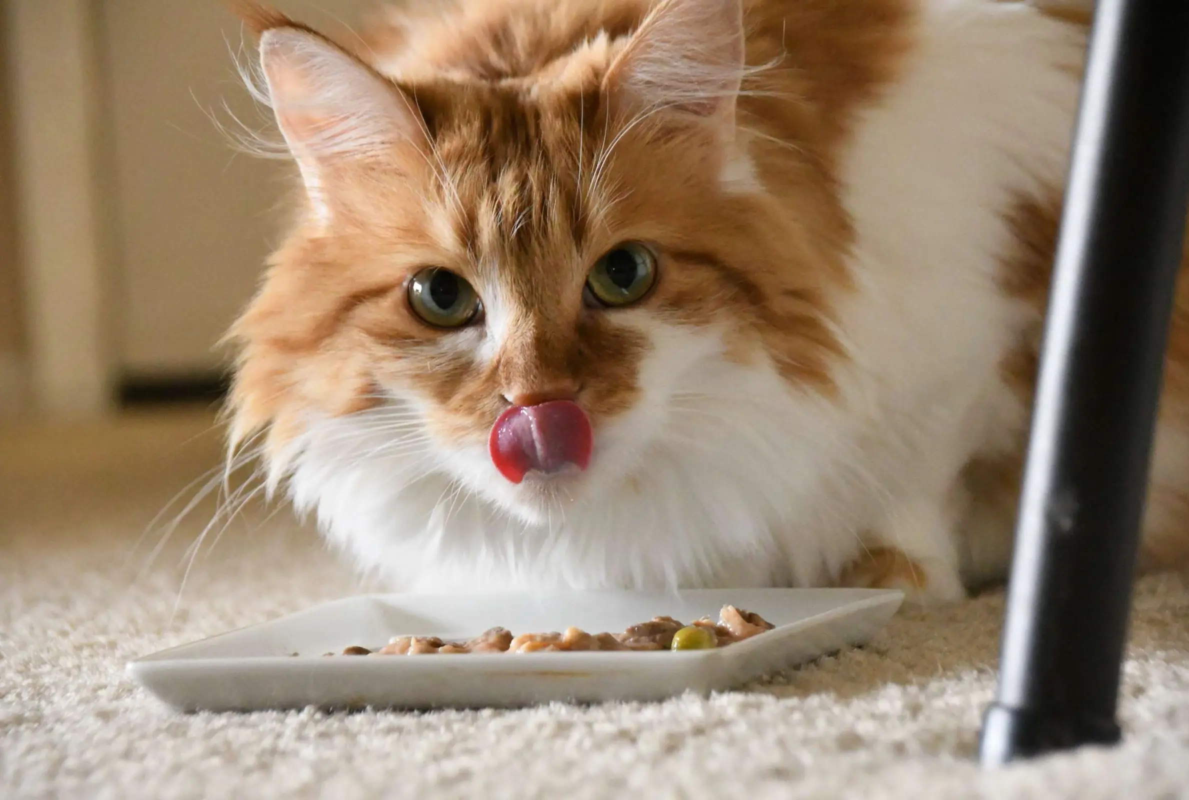 Fancy Feast Releases Cat Food-Inspired Cookbook for Humans - Vimarsana News