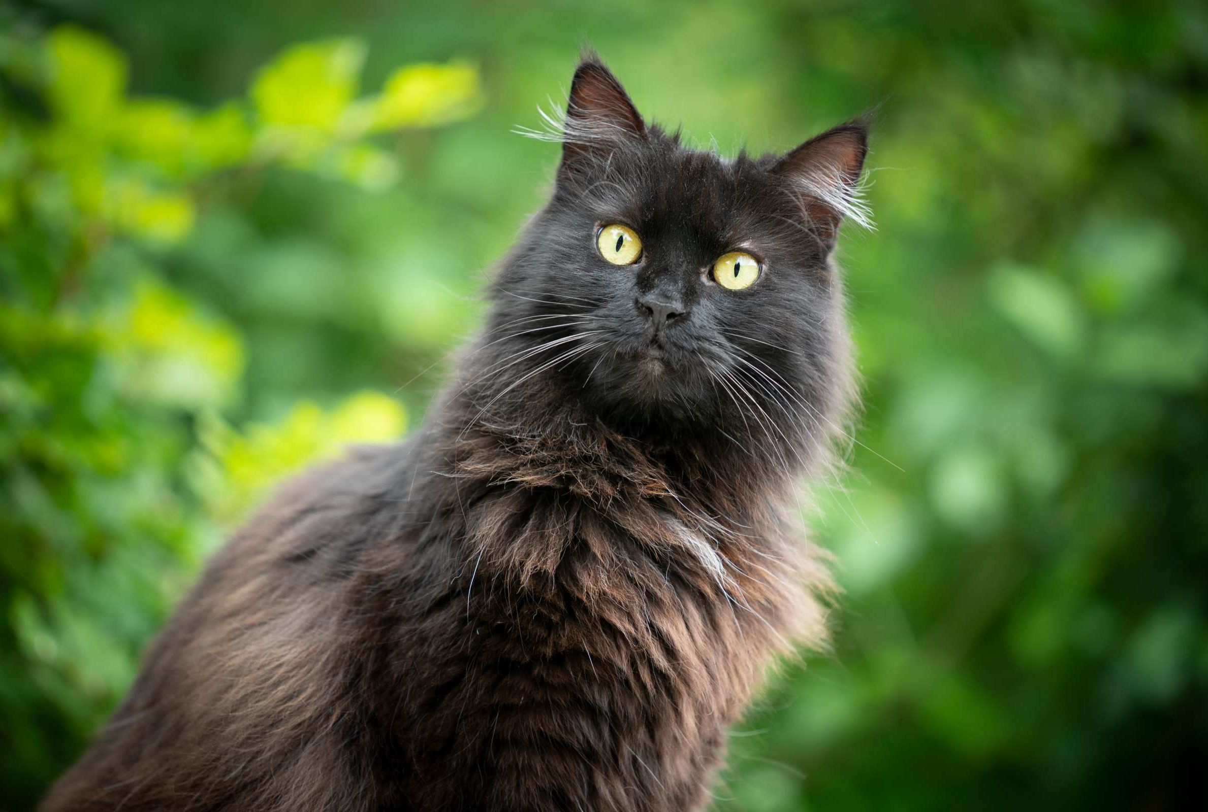 Black Cat Facts | Mental Floss