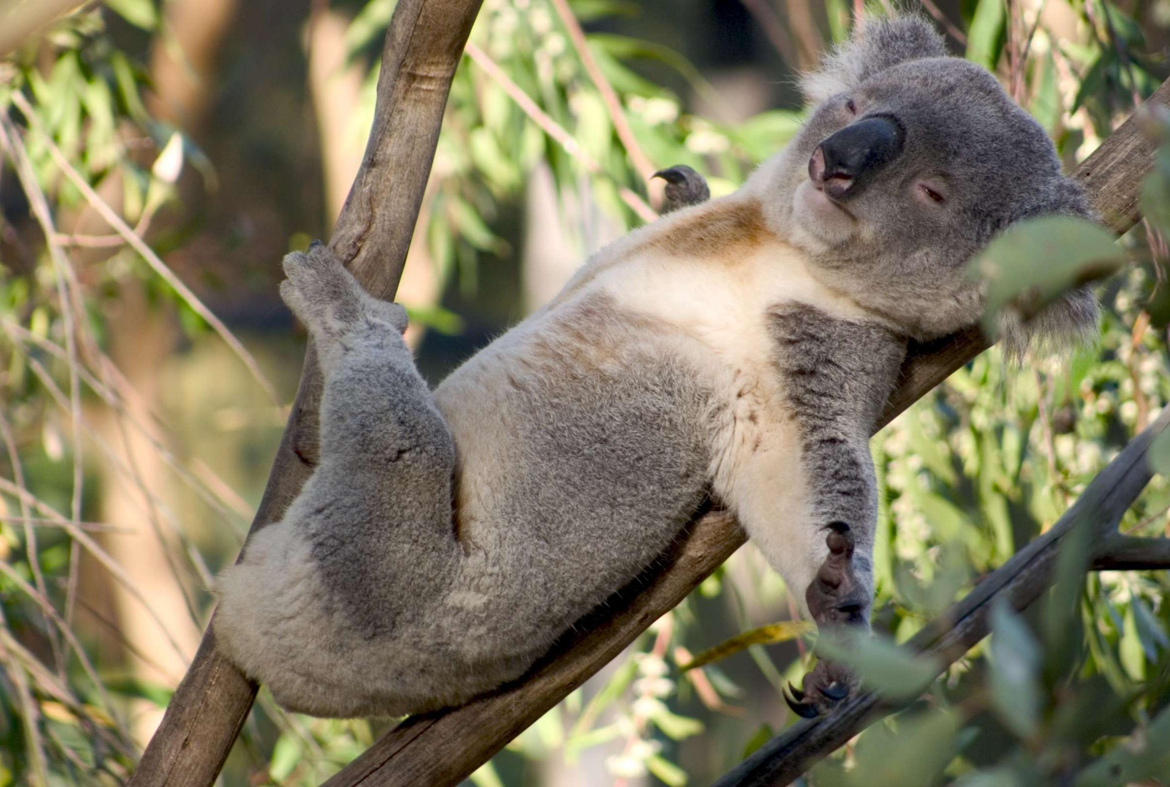Hundreds of Australia's Koalas to Receive Chlamydia Vaccine - Vimarsana News